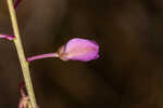 Scalloped milkwort